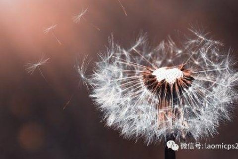 老米CPS：微信商品搜索，只是给京东壮壮声势，而已！