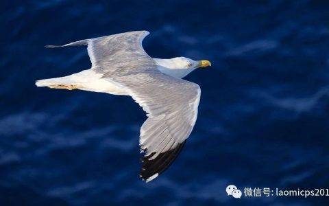 老米CPS：你的操作系统，决定你的淘客之路能走多远。