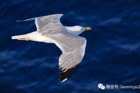 老米CPS：你的操作系统，决定你的淘客之路能走多远。