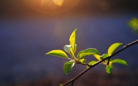 重磅！联盟取消强制拉新政策？淘客春天要来了？速看！