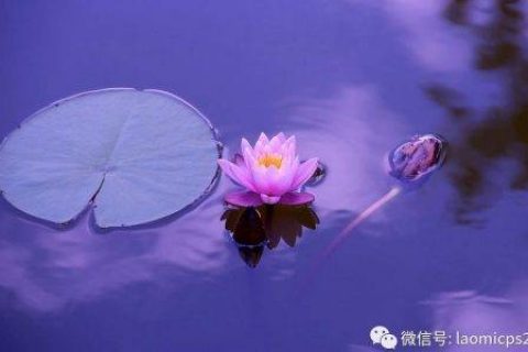 老米CPS：小而美