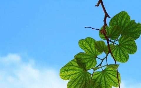 老米CPS：中级推广者