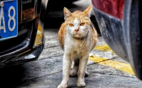 和跟生活交手多年，你是否还风采依旧？（狗哥）
