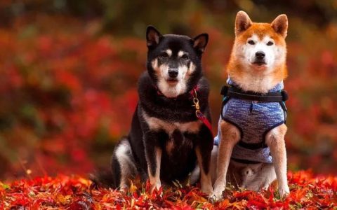 狗哥：分享几个0门槛的项目，月入3-5万没问题！