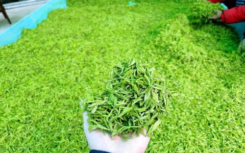 卖了5000斤茶叶，能赚多少钱