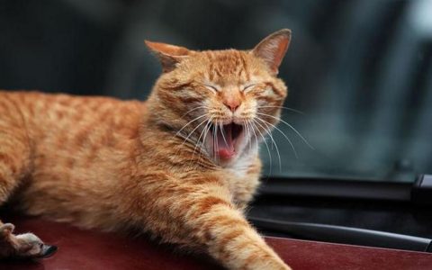 实操百万项目猫车群真实数据及心得