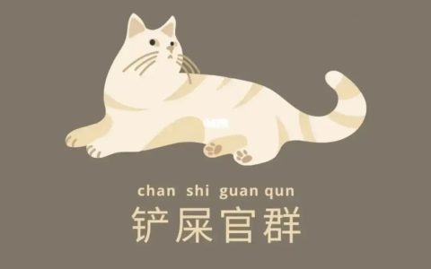 实操猫车群项目经验心得分享