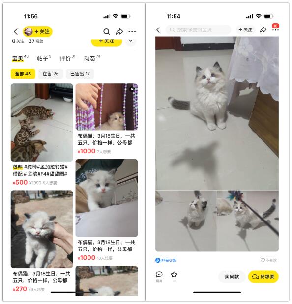 宠物赛道快速入局，一单收入四位数，单月轻松破2w
