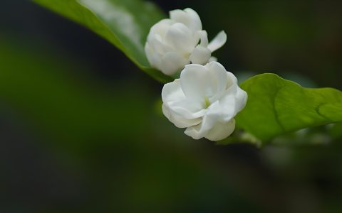 茉莉语音包项目，一单29-69，冷门蓝海项目，小白也可月入5000+